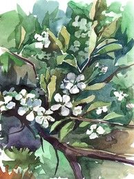 Watercolor of a blooming flowers of cherry