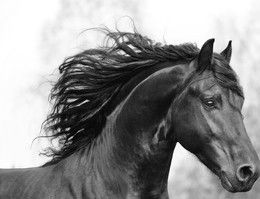 Beautiful Friesian horse action portrait in forest