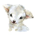 Lamb