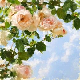 Digital painted picture with rose-tree and sky. Can be used as invitation-card or picture-card background.